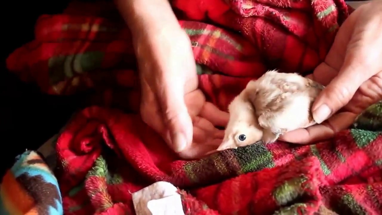 How to treat Wry neck in poultry Part 1 YouTube