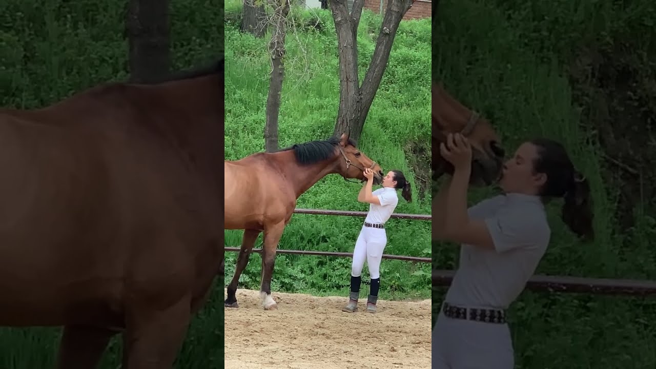 Aires del caballo: El paso. Como trabajarlo correctamente desde la base.