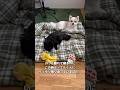 弟犬が入院する前から異変に気付いていた兄犬【ポメラニアン】#shorts