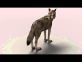 Lobo Iberico 3d