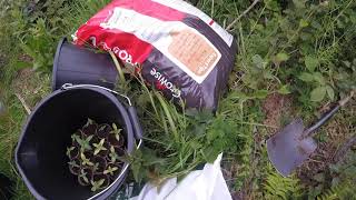 Outdoor Weed prep
