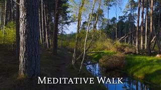 Meditative Walk in Coastal Forest | St Andrews, Scotland