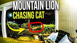 Mountain Lion Chasing Neighbors Cat Into a Tree on House’s Front Lawn
