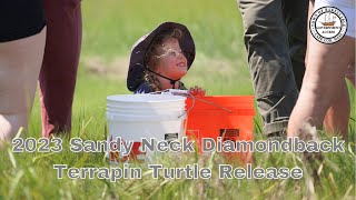 2023 Diamondback Terrapin Turtle Release at Sandy Neck Beach Park