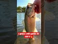 #bassfishing still finding room for the #strikeking lipless in the HEAT 🔥🥵☀️