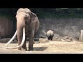 201808 金沢動物園 スイカをたべるゾウ！