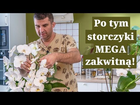 Wideo: Karmienie storczyków - informacje o nawozie dla storczyków