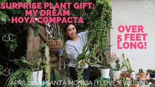 Best plant gift: My dream Hoya Compacta over 5 feet long! April 2019 | ILOVEJEWELYN