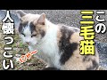 にゃーにゃーすりすりしてめちゃめちゃ甘えまくるかわいい三毛猫をなでなで（野良猫•地域猫）🐈