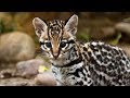 Kitten Cuteness! Dallas Zoo's Baby Ocelot Explores Habitat