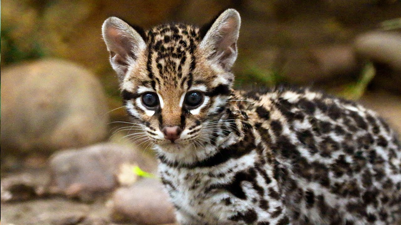 show me an ocelot