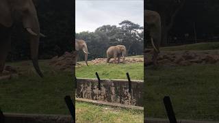 mini vlogs part 2#shortvideo#southafrica#new shorts#tredingshort#popular #officalvideo#myvideo#love