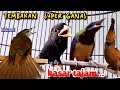 TEMBAKAN SUPER GANAS || KASAR TAJAM || cucak cungkok vs tengkek vs cililin vs kapas tembak 5jam