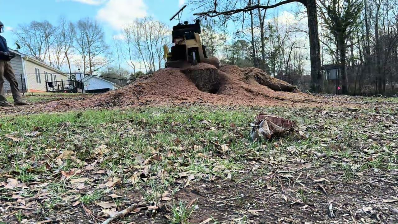Watch This Massive Oak Stump Disappear! | Boone’s Stump Grinding in Action
