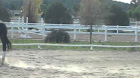 horse A tryout -part 5 - susan canter