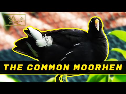 Video: Apa yang disebut moorhen laki-laki?