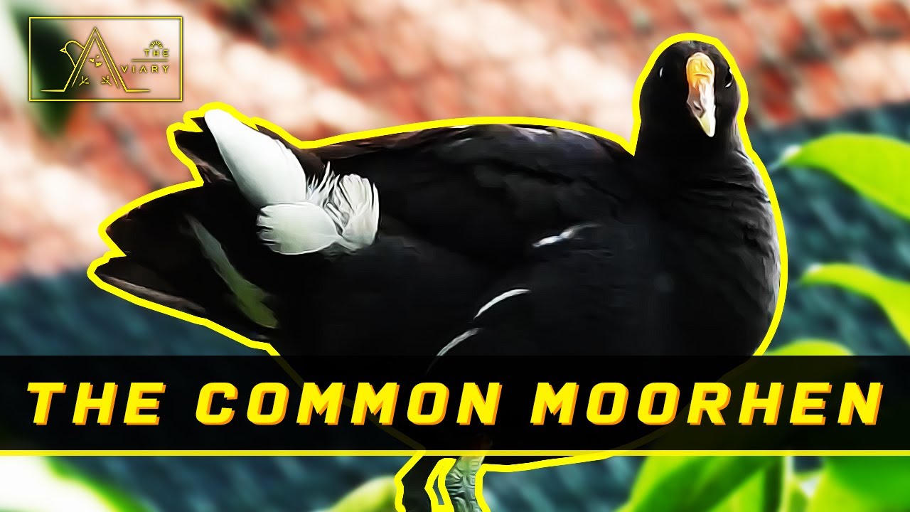 Познакомьтесь с обыкновенной камышницей - 9-й эпизод