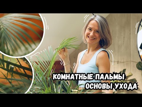 видео: Комнатные пальмы - основы и секреты ухода