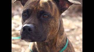 Dogs up for adoption at ITV rescue in Evansville IN