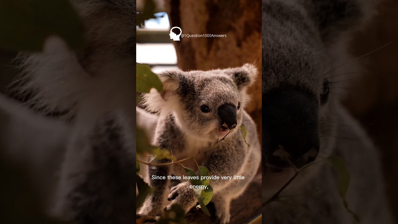 Koalas’ human-like fingerprints 