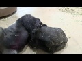 シャバーニと息子キヨマサ19 Dad Shabani & son Kiyomasa