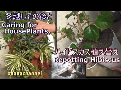 冬越しその後とハイビスカスの植え替えなど Caring For Houseplants And Repotting Hibiscus Youtube