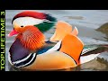 10 Aves Más Hermosas Del Mundo