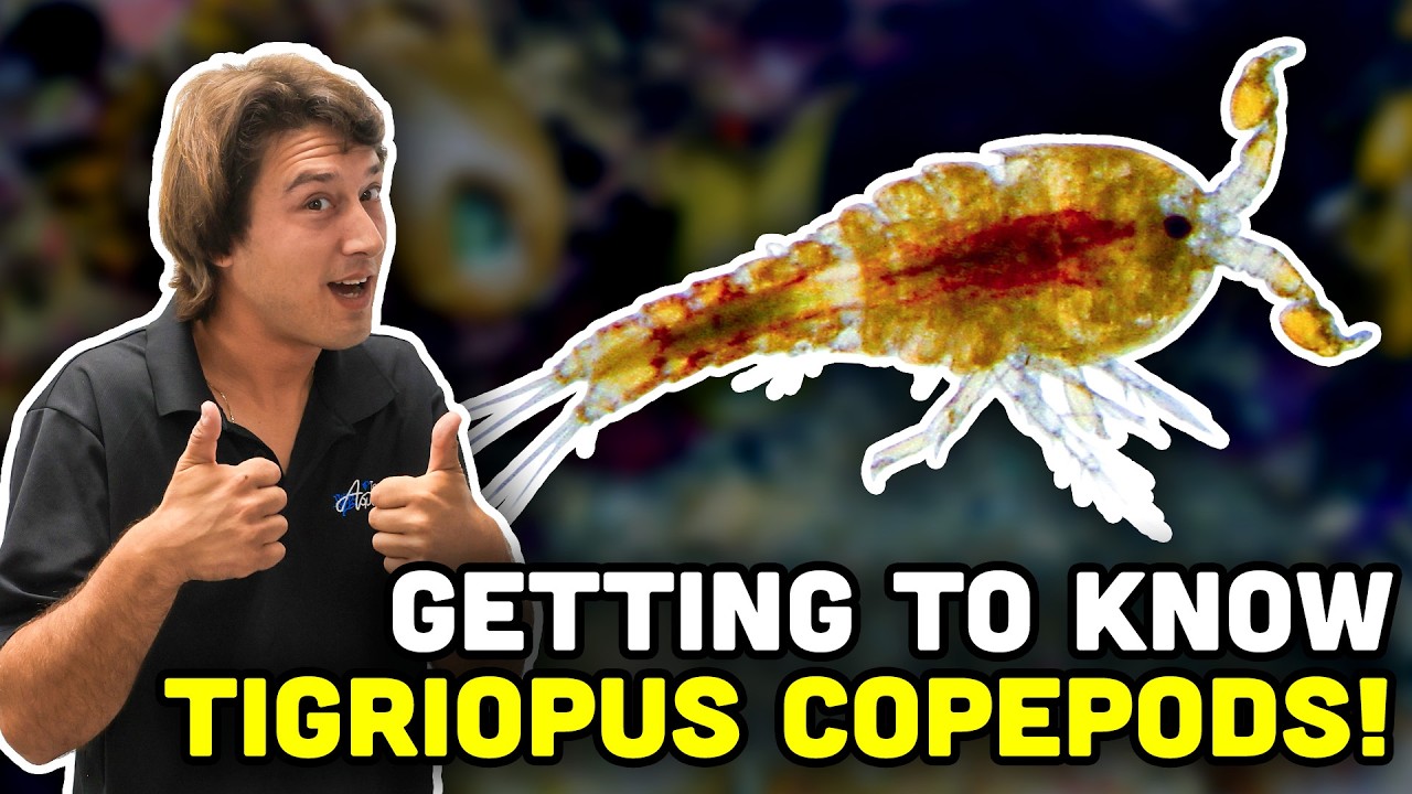 A Copepod PLUMP with Pigments! Meet Tigriopus Californicus!