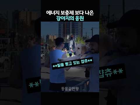 에너지 보충제 보다 나은 강아지의 응원 thumbnail