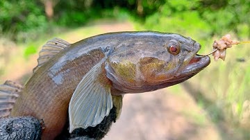 Bóng cụ to nhất tôi từng thấy | Câu bóng dừa nước lớn | THÚ VUI MIỀN TÂY. Tập 553