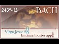 Bach - Virga Jesse floruit (BWV 243a/13) - Animation