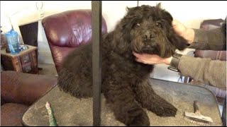 Line Brushing with Cornstarch by Royal Diamond Labradoodles 4,637 views 4 years ago 7 minutes, 33 seconds