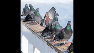 Florida Bird Control and Pigeon Removal Services by Animal Rangers, Inc.