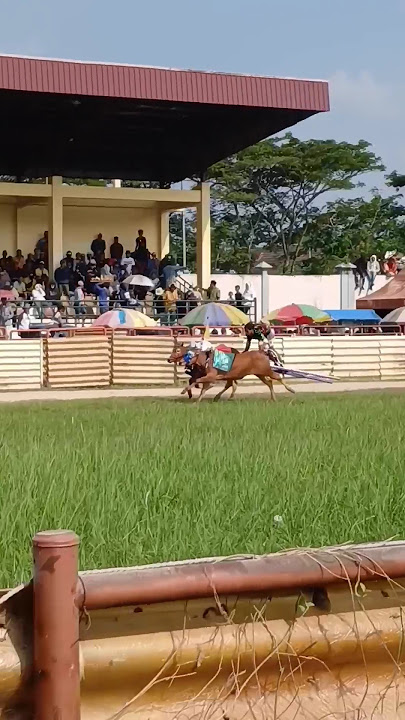 Joki Karapan Sapi Angkat Kaleles