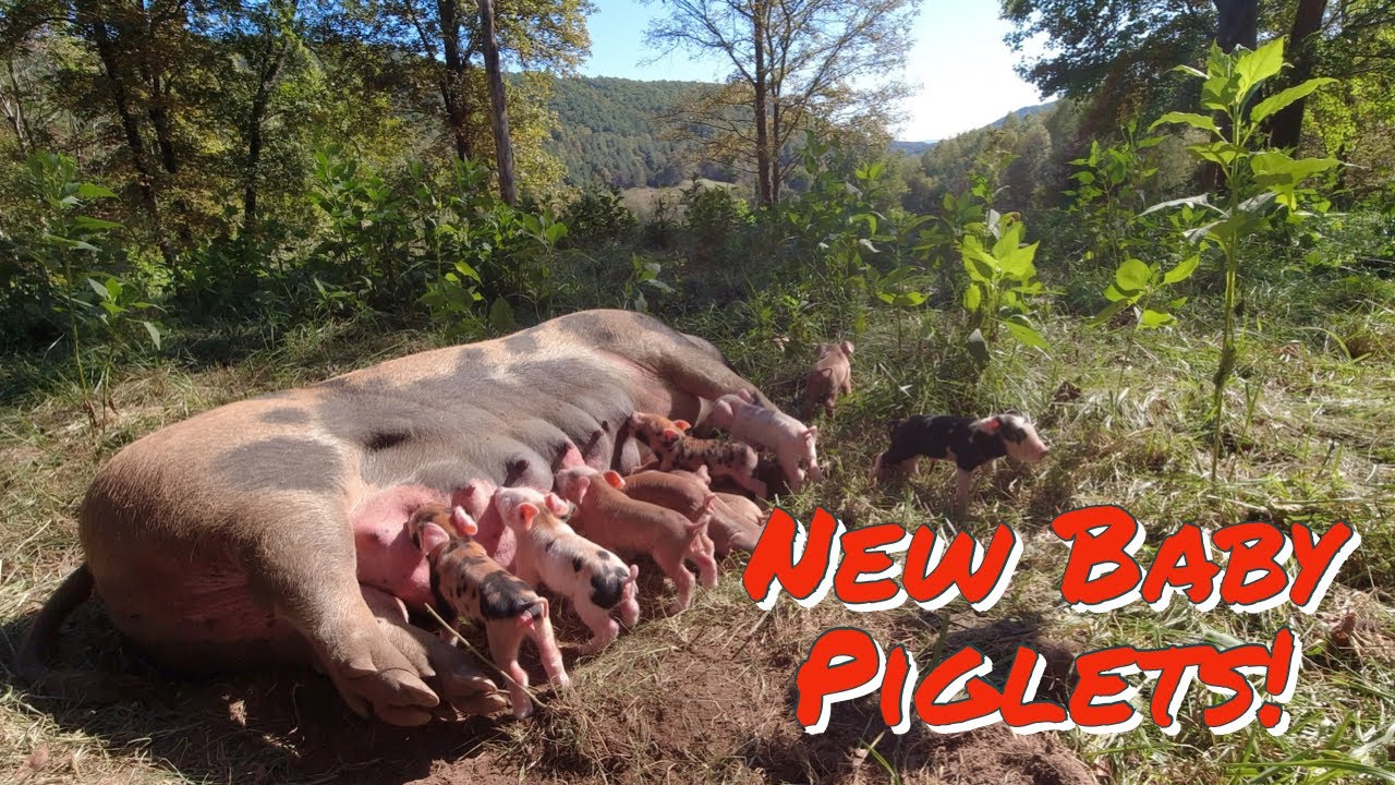 Pasture Piglet Miracle: How We Achieved a Successful Farrowing