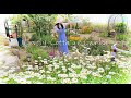#85. 님아 그 꽃을 심지마오~퇴출 1순위 그 꽃! 🌼 ㅣ샤스타데이지 키우기ㅣ작약,차이브,샐비어 개화 ㅣ 정원 오솔길 그늘 화단 만들기
