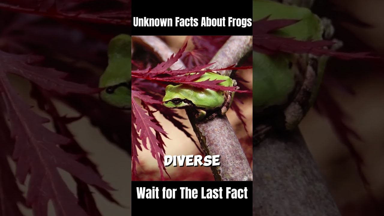 Unknown Facts About Frogs 