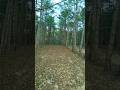 ПРЕКРАСНЫЙ ГОРНЫЙ ЛЕС🌲 #лес #горы #wald #shorts #short #shortvideo #природа