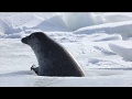 Caspian Seals - Expedition 2019 - Winter's calling