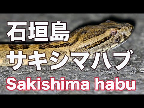 【大人しい毒蛇】石垣島の毒蛇は大人しい！サキシマハブ Sakishima habu