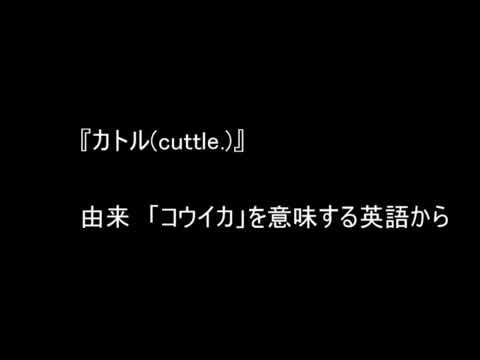 カトル Cuttle Youtube