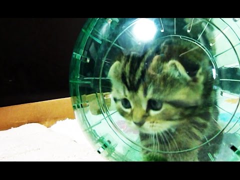 Funny cats. Cutest fluffy Kittens and spacecraft ( Kitten in Hamster Ball )