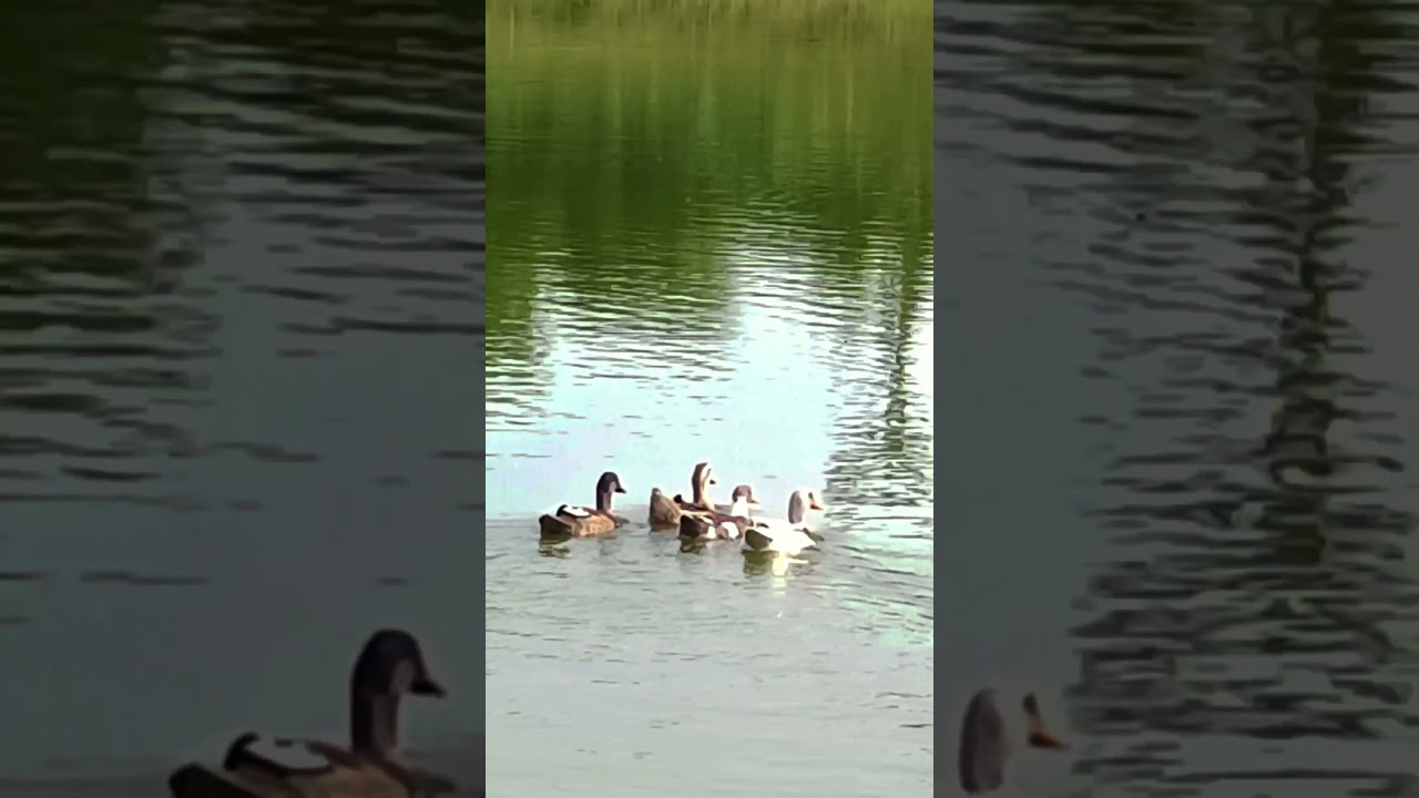 grasshopper and duck satisfied sound video॥ 