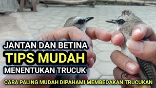 Cara Membedakan Trucuk Jantan dan Betina Paling Mudah