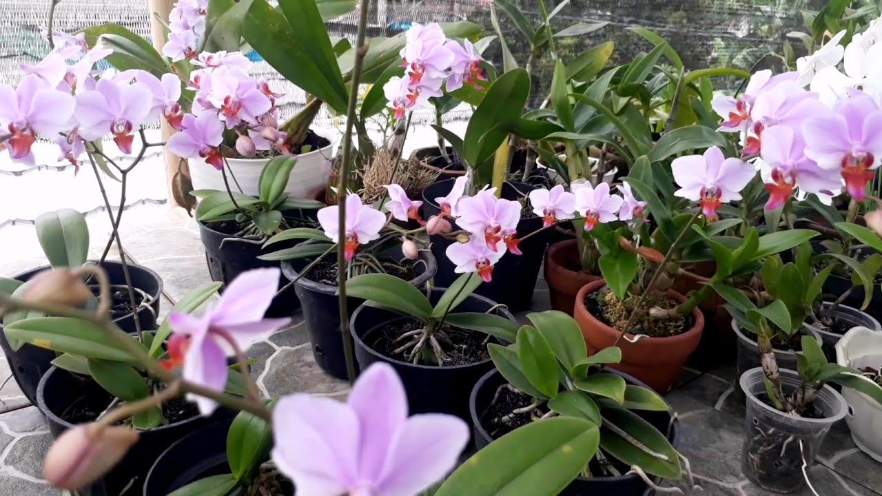 Memelihara Anggrek Bulan Doritis Pulcherrima.