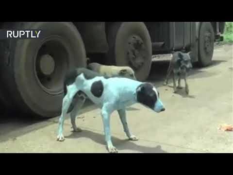 Perros callejeros de la India se vuelven azules