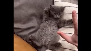Kitty Tickles by Rex2Paws 77 views 3 years ago 20 seconds