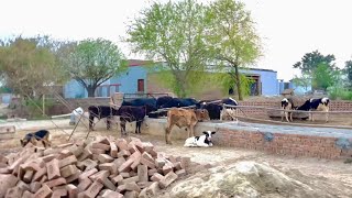 Jutt farming Layyah #farm ka bara ma baat #فارم شیڈ کے بارے میں اہم معلومات👍👍