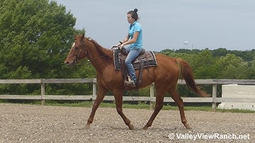 Denny - easygoing jog, lope, stops, dismount! - ValleyViewRanch.net