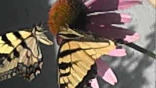 Butterflies in Motion